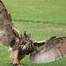 foto-van-een-uil-met-de-vleugels-gespreid-hd-uilen-achtergrond