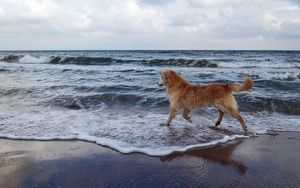 mooie-foto-van-een-hond-op-het-strand-bij-de-zee-hd-honden-achter
