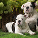 foto-van-twee-honden-op-het-gras-hd-hond-wallpaper