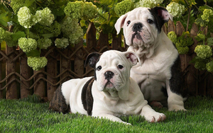 foto-van-twee-honden-op-het-gras-hd-hond-wallpaper