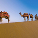 wallpaper-met-kamelen-in-de-woestijn