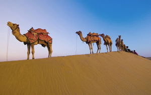 wallpaper-met-kamelen-in-de-woestijn