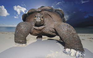 close-up-foto-van-een-grote-schildpad-op-het-strand