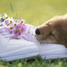 foto-van-een-slapende-hond-op-een-paar-schoenen