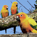 vogel-wallpaper-met-oranje-gele-papegaaien-op-een-tak