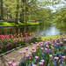 achtergrond-met-bloemen-bij-de-keukenhof-in-nederland