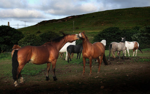 achtergrond-met-verschillende-kleuren-paarden-in-het-weiland