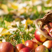 foto-van-appels-en-herfstbladeren-op-de-grond-hd-herfst-wallpaper