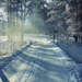 winter-achtergrond-met-een-besneeuwde-weg-met-bomen