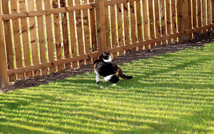 foto-van-een-kat-in-de-tuin-op-het-gras-hd-katten-wallpaper