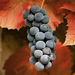 foto-van-een-tros-blauwe-druiven-en-herfstbladeren