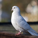 foto-van-een-witte-duif-op-het-balkon-hd-duiven-achtergrond