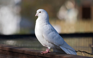 foto-van-een-witte-duif-op-het-balkon-hd-duiven-achtergrond