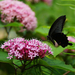 foto-van-een-zwarte-vlinder-op-een-roze-bloem-hd-vlinders-wallpap