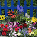 foto-van-prachtige-gekleurde-bloemen-en-een-blauw-hek-hd-bloemen-