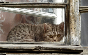katten-wallpaper-met-een-kat-voor-het-raam