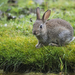 foto-van-een-grijs-konijn-op-het-gras-hd-konijnen-wallpaper
