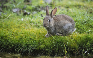 foto-van-een-grijs-konijn-op-het-gras-hd-konijnen-wallpaper