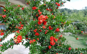 foto-van-een-groene-struik-met-rode-bloemen