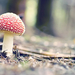 foto-van-een-rode-paddenstoel-met-witte-stippen-hd-paddenstoelen-