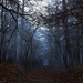 herfst-achtergrond-met-een-foto-van-een-pad-door-het-bos-met-veel