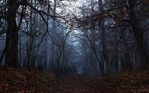 herfst-achtergrond-met-een-foto-van-een-pad-door-het-bos-met-veel