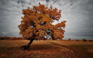 wallpaper-van-een-boom-met-bruine-herfstbladeren-hd-herfst-achter