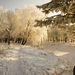 winter-foto-met-een-pad-bedekt-met-sneeuw-en-bomen-in-de-verte