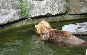 achtergrond-met-een-foto-van-beren-in-het-water-bij-dierentuin-em