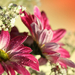 close-up-foto-van-prachtige-roze-bloemen