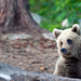 foto-van-een-nieuwsgierige-beer-in-het-bos-hd-beren-wallpaper