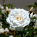 foto-van-een-witte-bloem-en-bloemknoppen-hd-bloemen-wallpaper