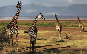 hd-achtergrond-met-een-groep-giraffes-op-een-open-veld-hd-giraffe