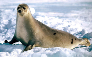 hd-achtergrond-met-een-zeehond-in-de-sneeuw-hd-zeehonden-wallpape