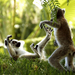 hd-achtergrond-met-spelende-apen-hd-apen-wallpaper-foto