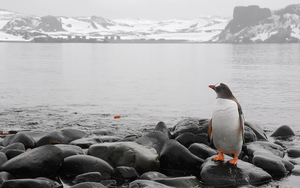 hd-pinguin-achtergrond-met-een-pinguin-op-de-rotsen-bij-een-groot