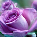 wallpaper-met-een-close-up-foto-van-een-prachtige-roze-bloem