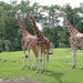 wallpaper-van-een-groep-giraffes-in-dierentuin-emmen