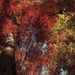 hd-herfst-wallpaper-met-een-hoge-boom-met-rode-herfstbladeren-hd-