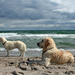 hd-honden-wallpaper-met-twee-honden-op-het-strand-bij-de-zee-hd-h