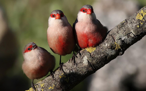hd-vogel-wallpaper-met-rode-vogels-op-een-tak-hd-vogel-achtergron