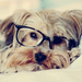 hd-honden-wallpaper-met-een-hond-met-een-bril-op-zijn-kop-hd-hond