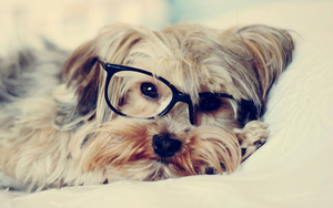 hd-honden-wallpaper-met-een-hond-met-een-bril-op-zijn-kop-hd-hond