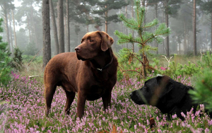 hd-honden-wallpaper-met-twee-honden-in-het-bos-hd-hond-achtergron