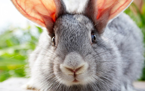 hd-konijnen-achtergrond-met-een-groot-grijs-konijn-wallpaper-foto