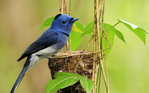 hd-mooie-achtergrond-met-een-blauwe-vogel-bij-zijn-nest-hd-vogels