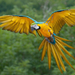 hd-vogel-achtergrond-met-een-vliegende-papegaai-wallpaper-foto
