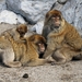 barbary-macaque-3004349_960_720