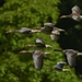 flock-of-birds-350290_960_720