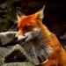 fox-2470929_960_720
